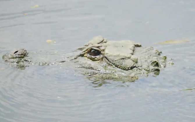 扬子鳄战斗力真的这么弱吗