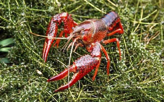 潜江龙虾是哪里产的