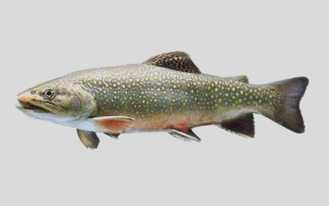 花羔红点鲑