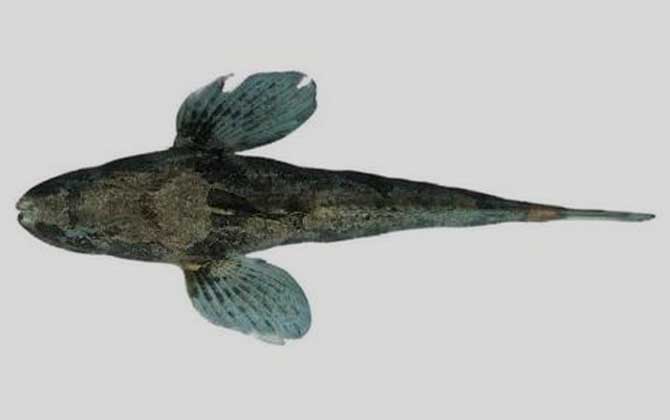 国家二级保护鱼类名称及图片大全