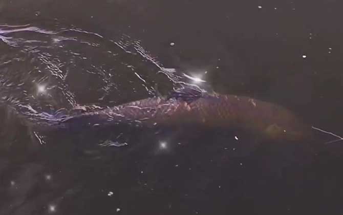 大青鱼一般藏在多深的地方