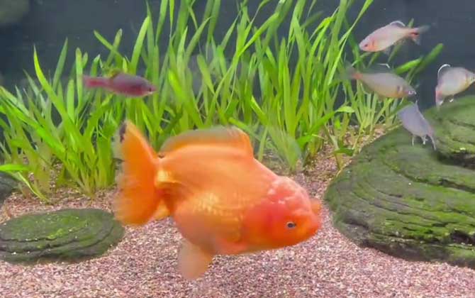 金鱼炸鳞什么原因引起的