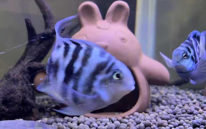 迷你鹦鹉鱼寿命一般是多长