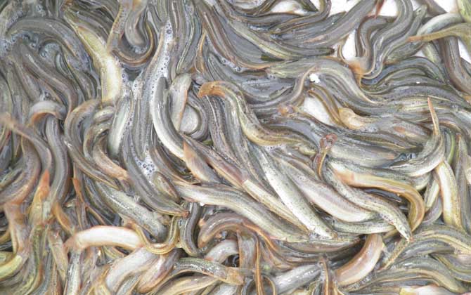 一亩地能养殖多少泥鳅