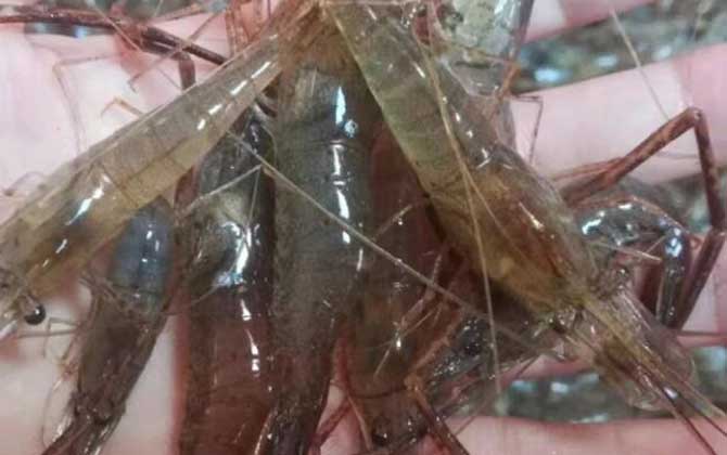 日本沼虾和罗氏沼虾的区别