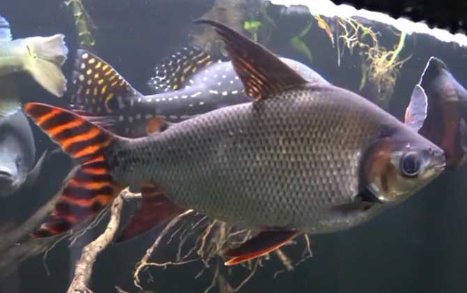 飞凤鱼价格多少钱一条