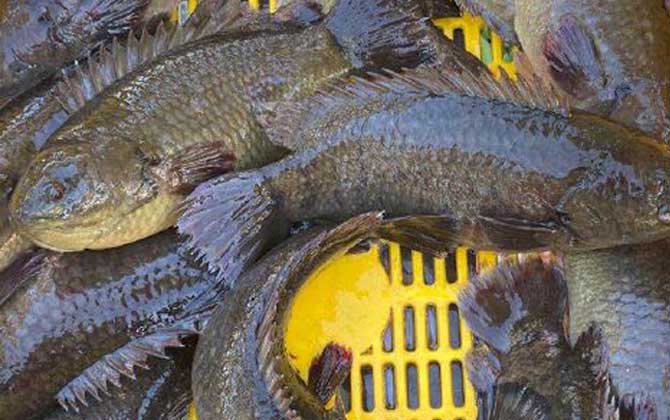 攀鲈鱼价格多少钱一斤