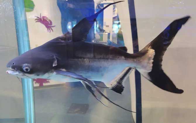 成吉思汗鲨能长多大