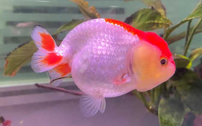 金鱼翻肚子是什么原因