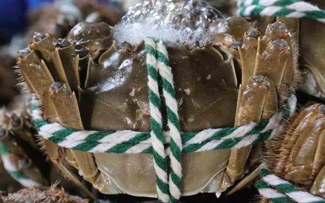 大闸蟹公的好还是母蟹好