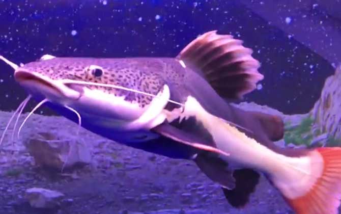 招财猫鱼有毒吗