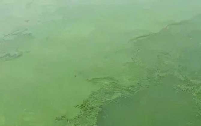 鱼塘水变绿的原因及解决方法