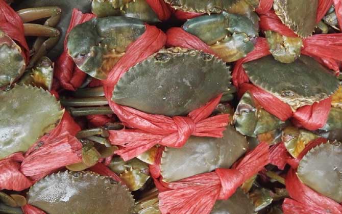 青蟹和大闸蟹哪个好吃