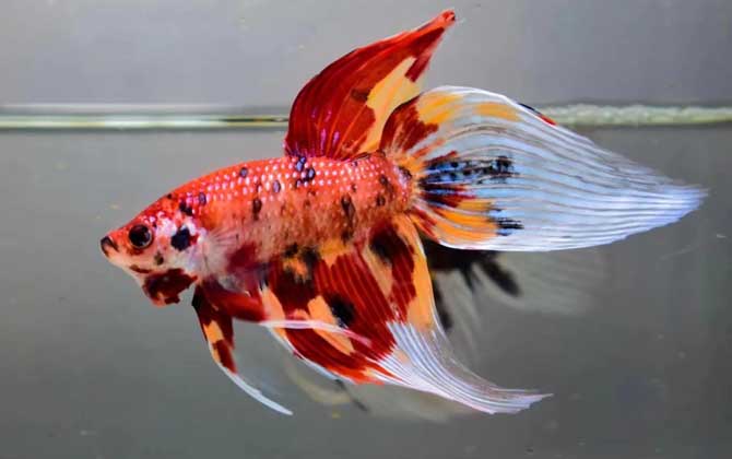 马尾斗鱼什么鱼