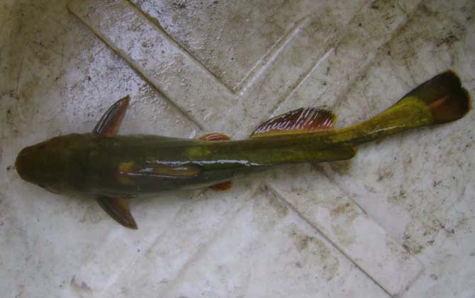 牛尾巴鱼是什么鱼