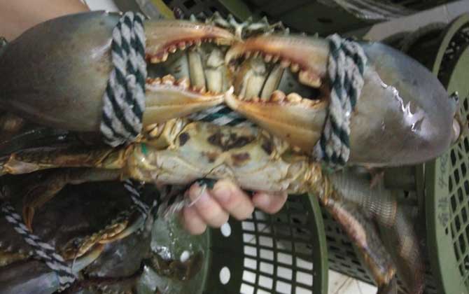 青蟹怎么保存不容易死