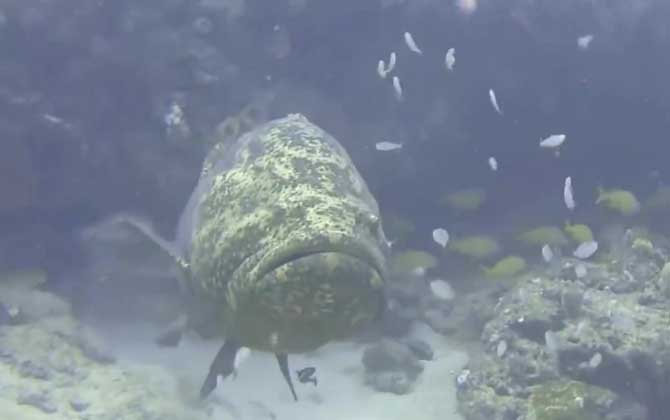 龙趸是不是保护动物