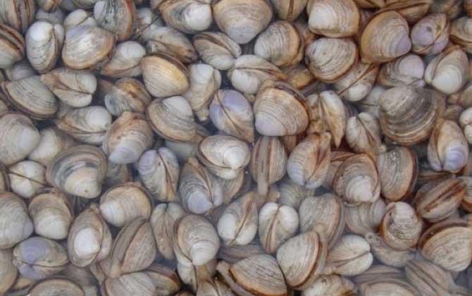 白蛤是什么动物