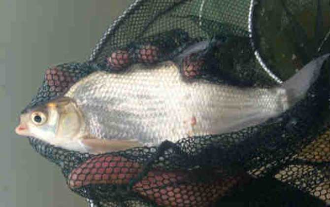 鳊鱼和鲫鱼有什么区别