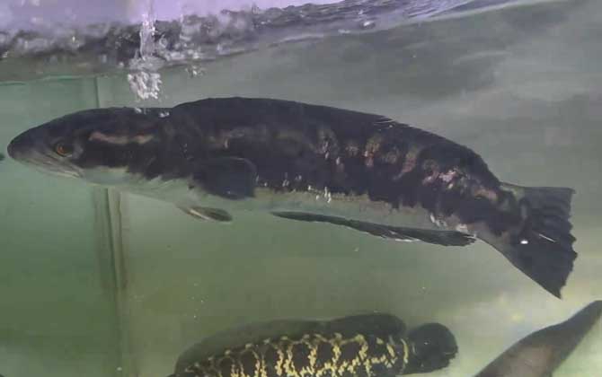 大铅笔是什么鱼