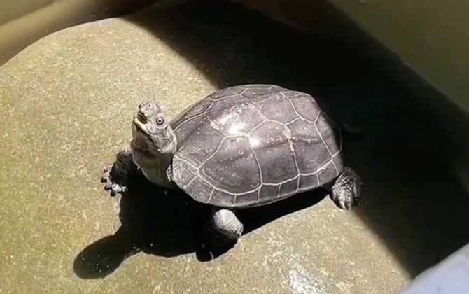 乌龟有多少品种