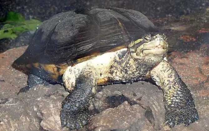 安南龟是什么龟