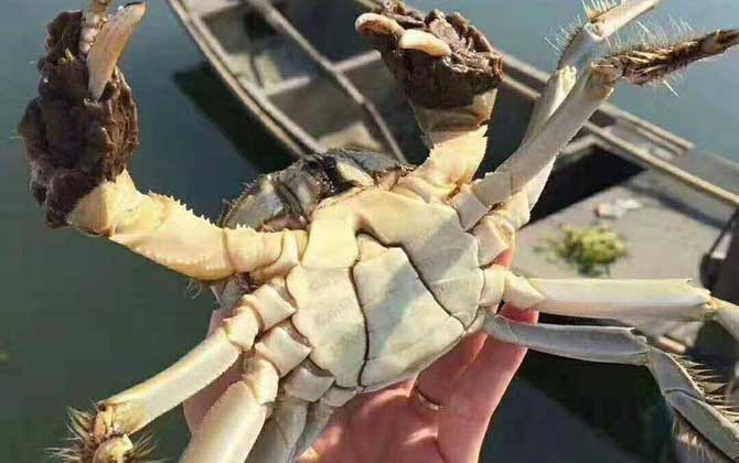 兴化大闸蟹是什么蟹种