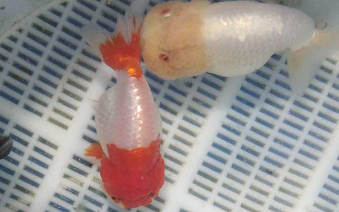 金鱼几天喂一次食最好