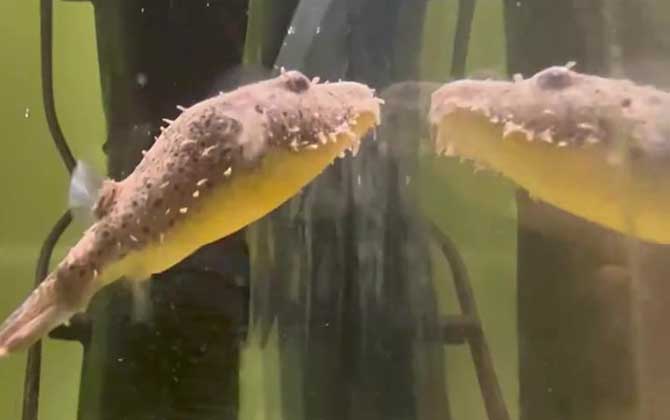 河豚是鱼类还是哺乳动物