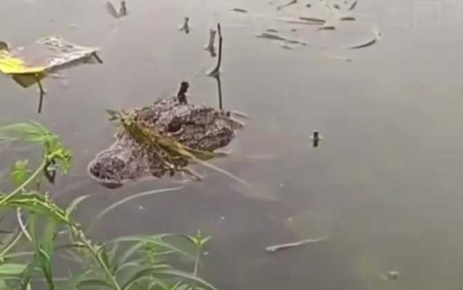 扬子鳄是最小的鳄鱼吗