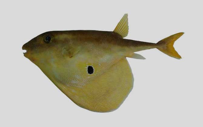 三齿鲀是什么鱼