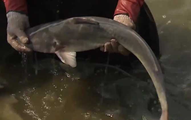 长吻鮠是淡水鱼吗