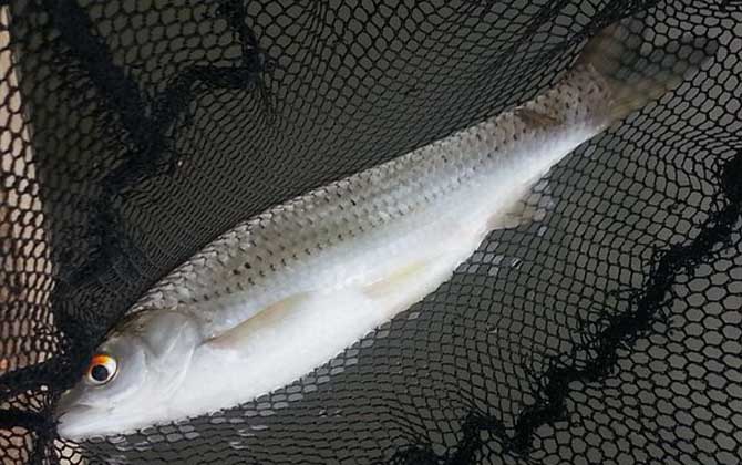 鲮鱼和鲴鱼有什么区别