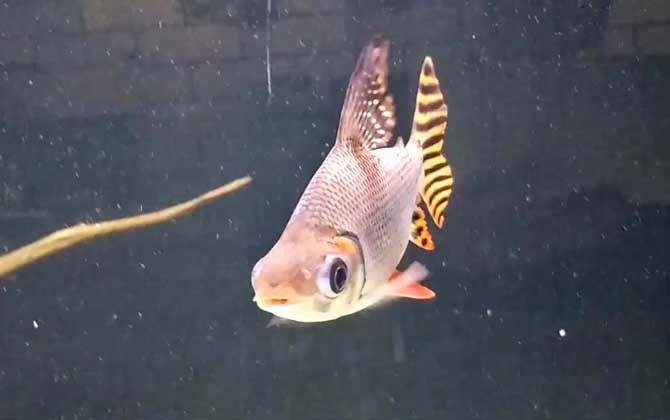 飞凤鱼是什么鱼