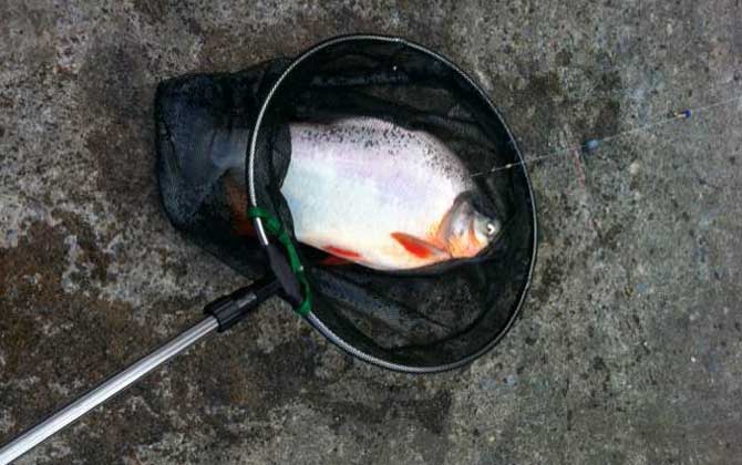 淡水白鲳凶猛吗