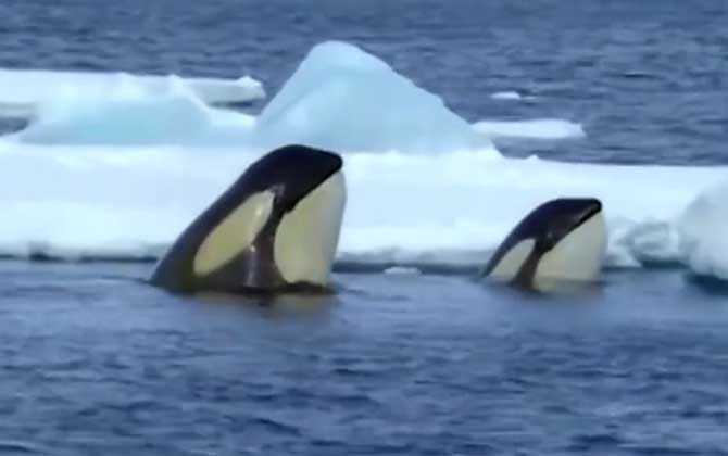 海洋中谁能打败虎鲸