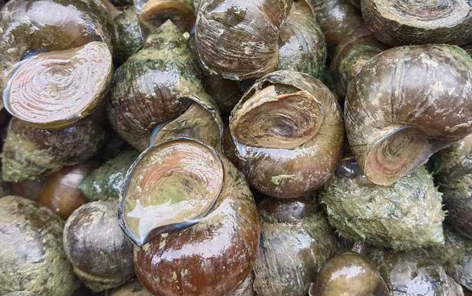 河里的田螺能吃吗