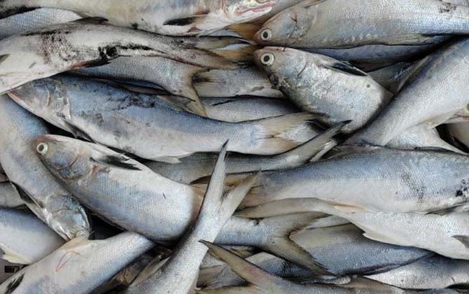 马友鱼和马鲛鱼的区别