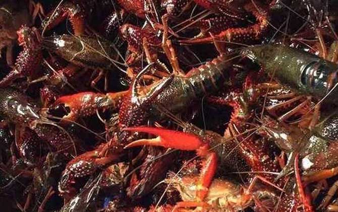 一斤小龙虾大概有多少只