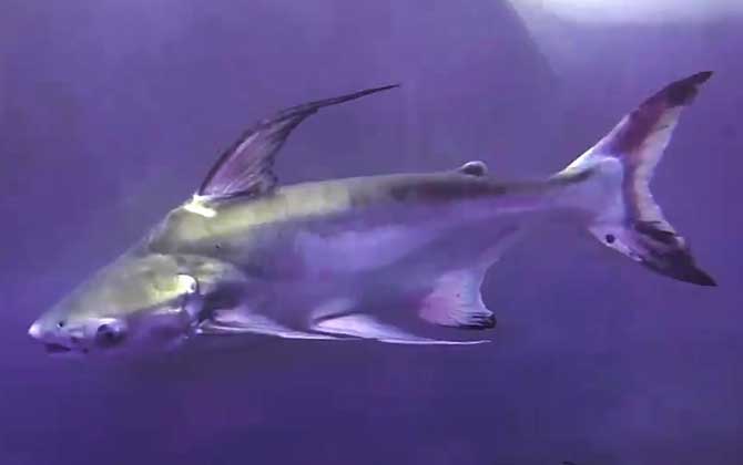 巴沙鱼价格多少钱一斤