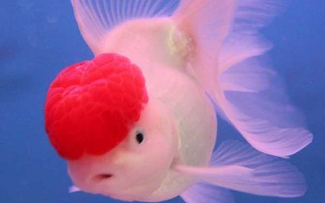 鹤顶红金鱼是什么鱼
