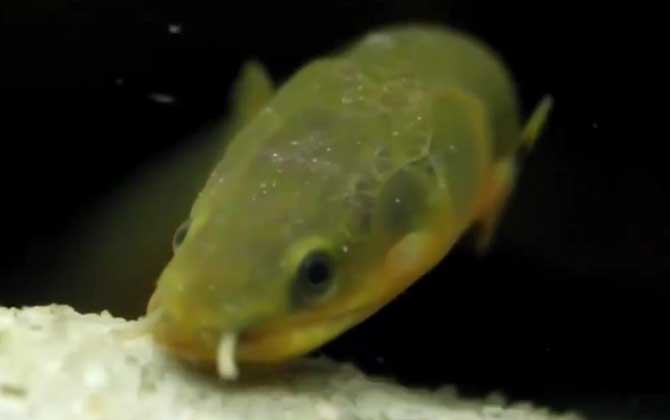 草绳恐龙鱼是什么鱼