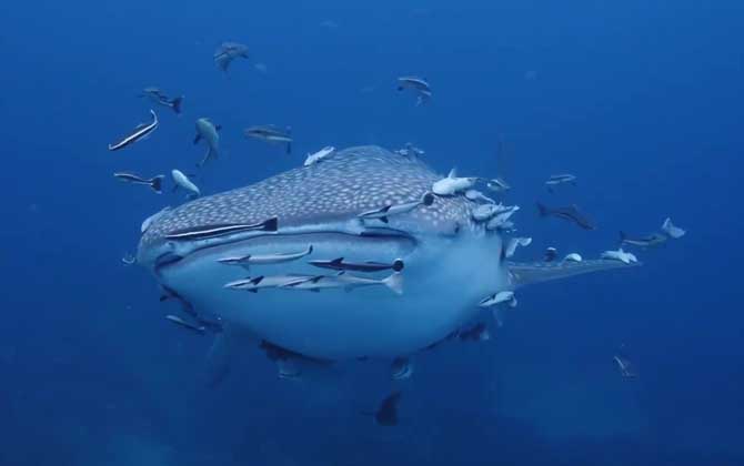 鲨鱼一共有多少种