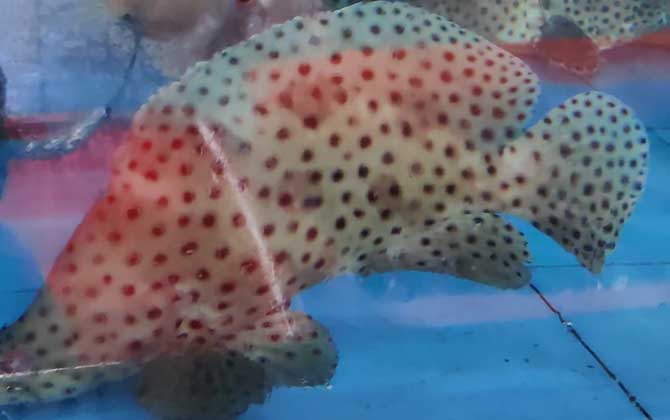 老鼠斑可以人工养殖吗