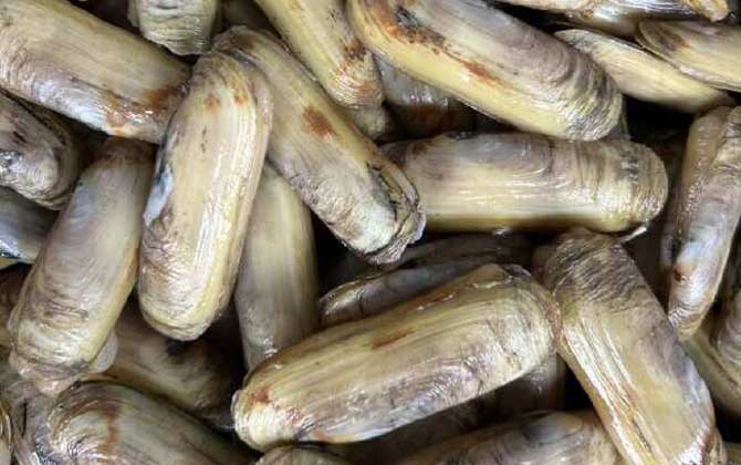 蛏子的呼吸器官是什么