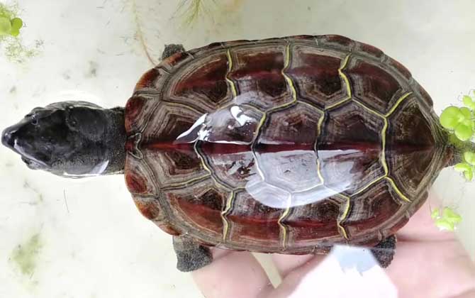 长寿龟是什么龟