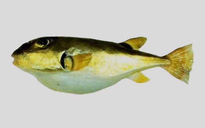 黑鳃兔头鲀是什么鱼