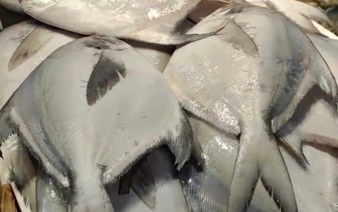 银鲳鱼和晶鱼是一种吗