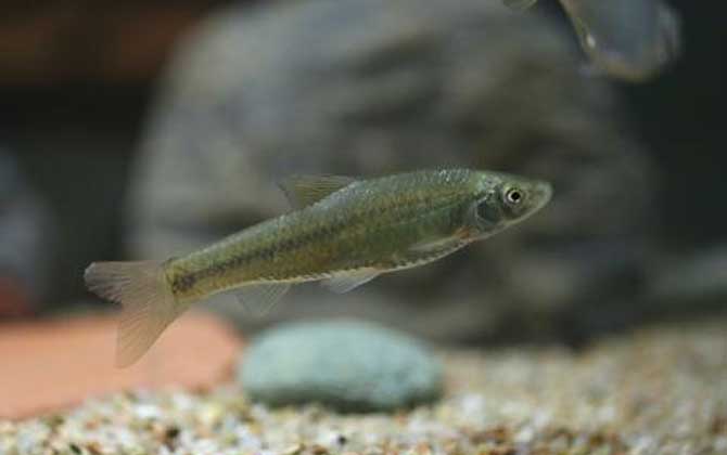 麦穗鱼繁殖能力强吗