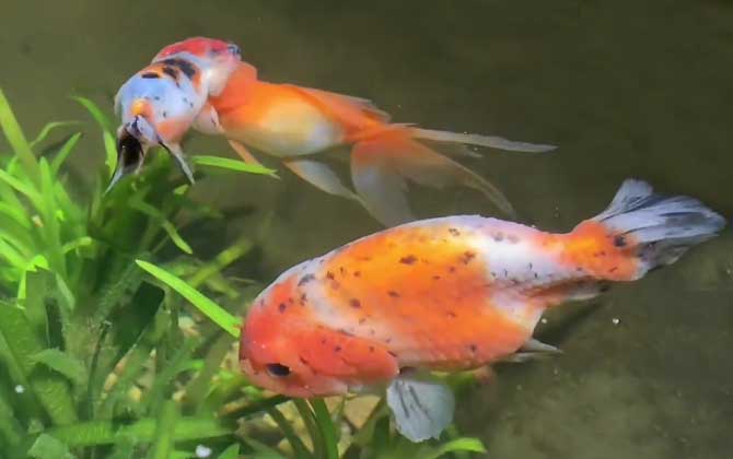 鱼鳍根部充血怎么办